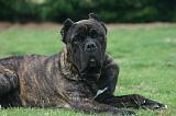 CANE CORSO 1460